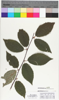 alternate herbarium image