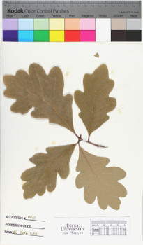 alternate herbarium image