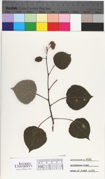 alternate herbarium image