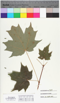 alternate herbarium image