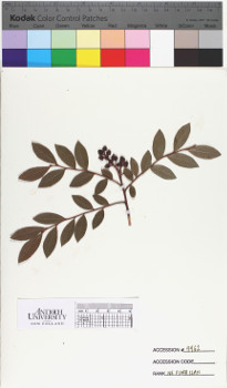 alternate herbarium image