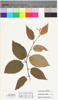 alternate herbarium image