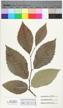 alternate herbarium image
