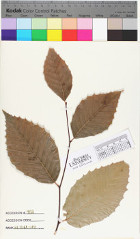 alternate herbarium image