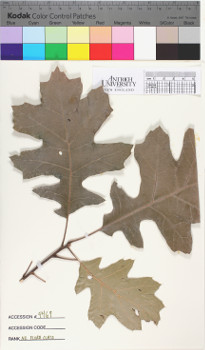 alternate herbarium image