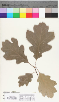 alternate herbarium image