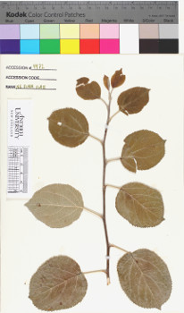 alternate herbarium image