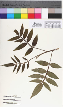 alternate herbarium image