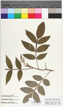 alternate herbarium image