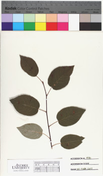 alternate herbarium image