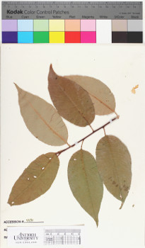 alternate herbarium image