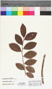 alternate herbarium image