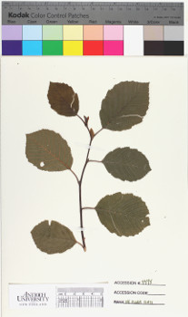 alternate herbarium image
