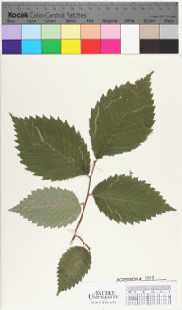 alternate herbarium image
