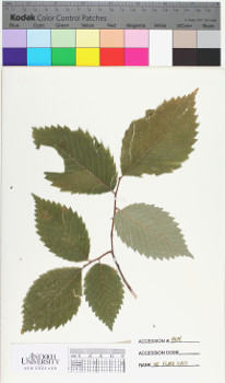 alternate herbarium image