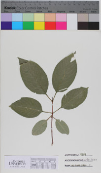 alternate herbarium image