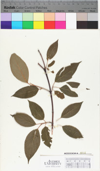 alternate herbarium image