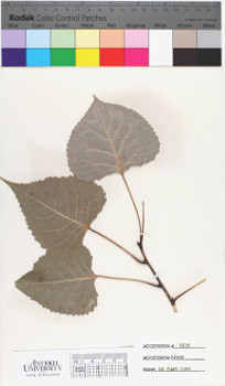 alternate herbarium image
