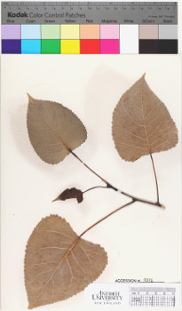 alternate herbarium image