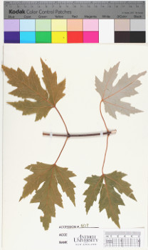 alternate herbarium image