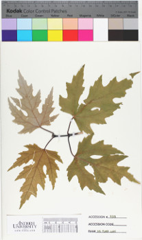 alternate herbarium image
