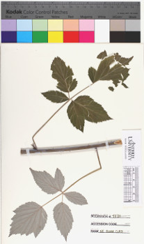 alternate herbarium image