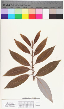 alternate herbarium image