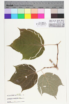 alternate herbarium image