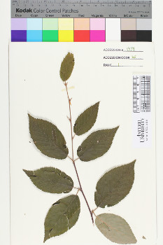 alternate herbarium image