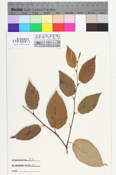 alternate herbarium image