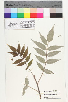 alternate herbarium image