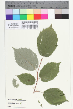 alternate herbarium image