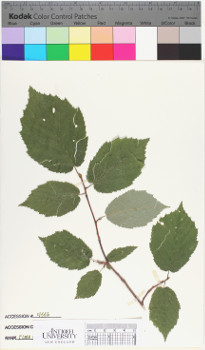 alternate herbarium image