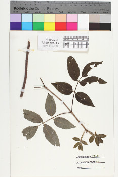 alternate herbarium image