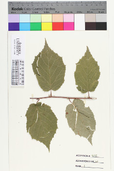 alternate herbarium image