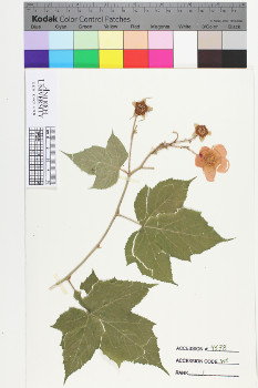 alternate herbarium image