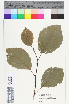 alternate herbarium image