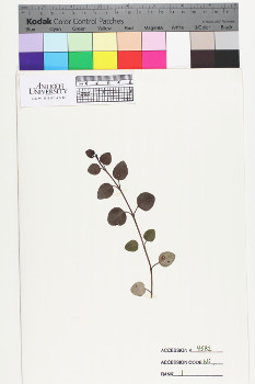 alternate herbarium image