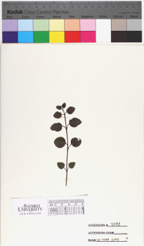 alternate herbarium image