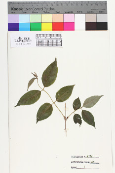 alternate herbarium image