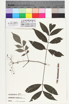alternate herbarium image
