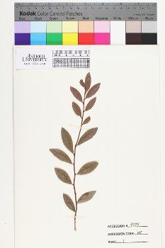 alternate herbarium image