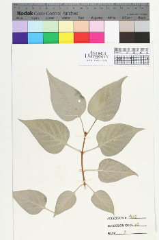 alternate herbarium image