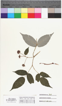 alternate herbarium image