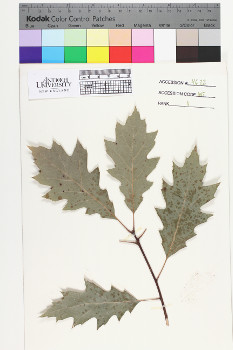 alternate herbarium image