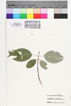 alternate herbarium image