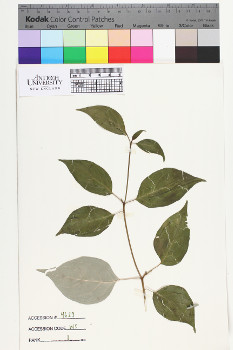 alternate herbarium image