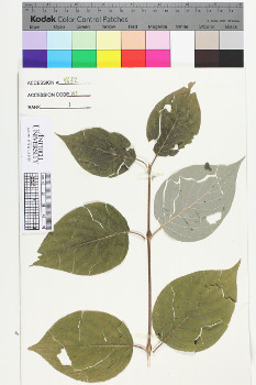 alternate herbarium image