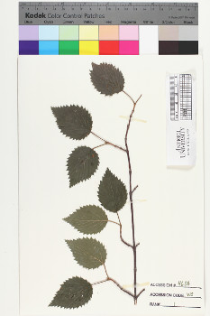 alternate herbarium image