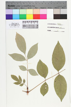 alternate herbarium image